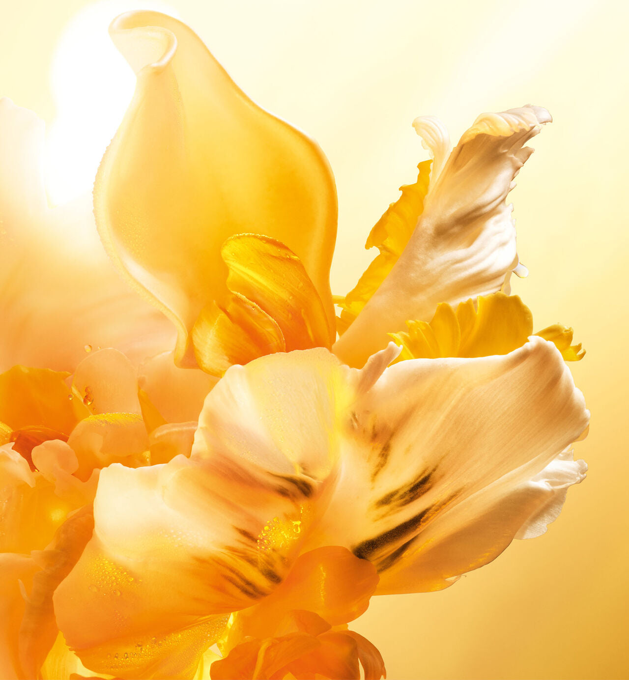 JADORE EDP ROLON